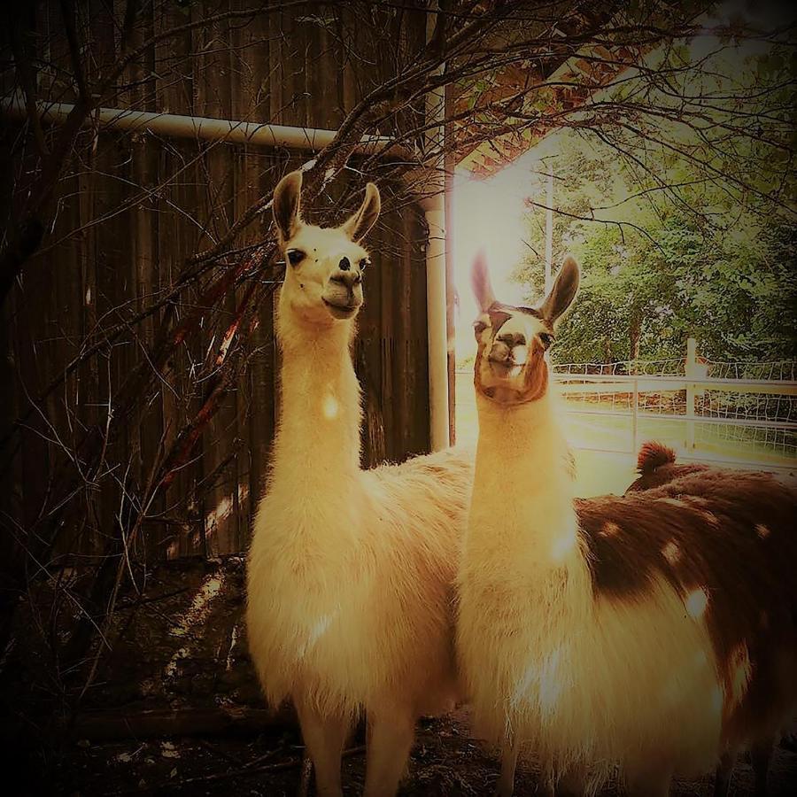 The Llama Farm France Saint-Cyr-Les-Champagnes Exterior foto