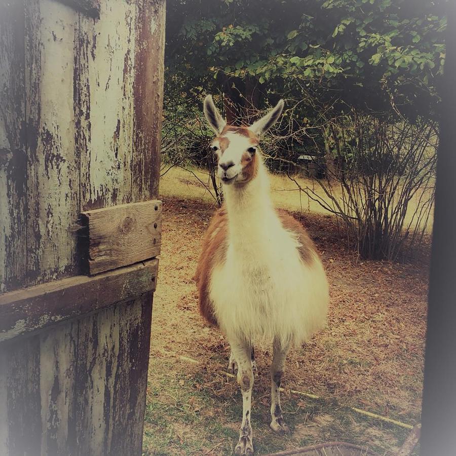 The Llama Farm France Saint-Cyr-Les-Champagnes Exterior foto