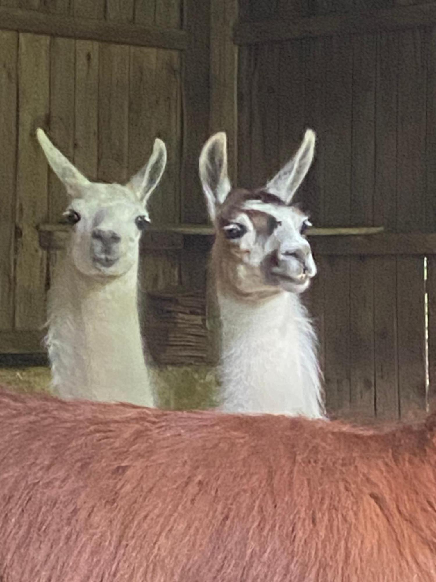 The Llama Farm France Saint-Cyr-Les-Champagnes Exterior foto