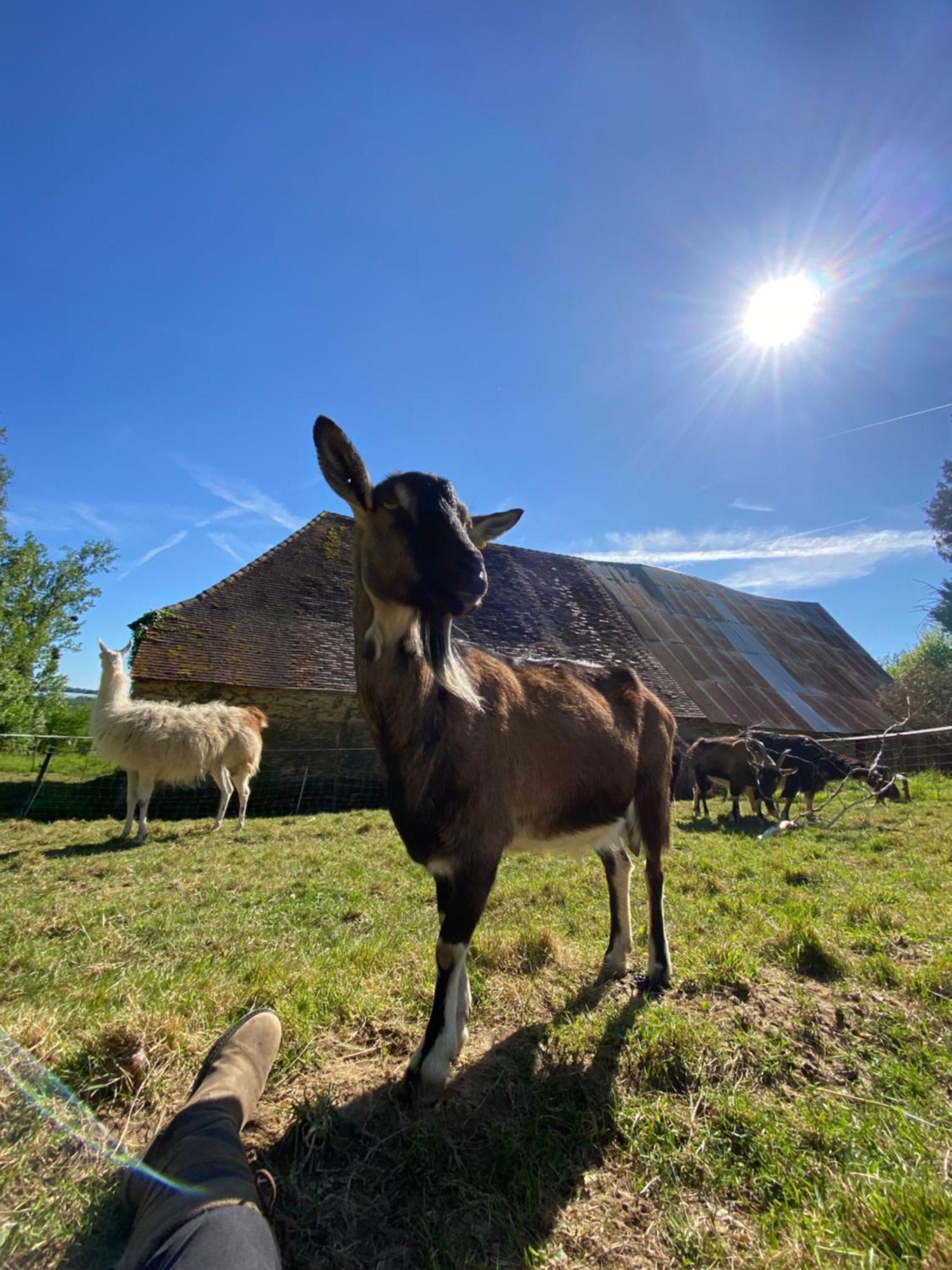 The Llama Farm France Saint-Cyr-Les-Champagnes Exterior foto