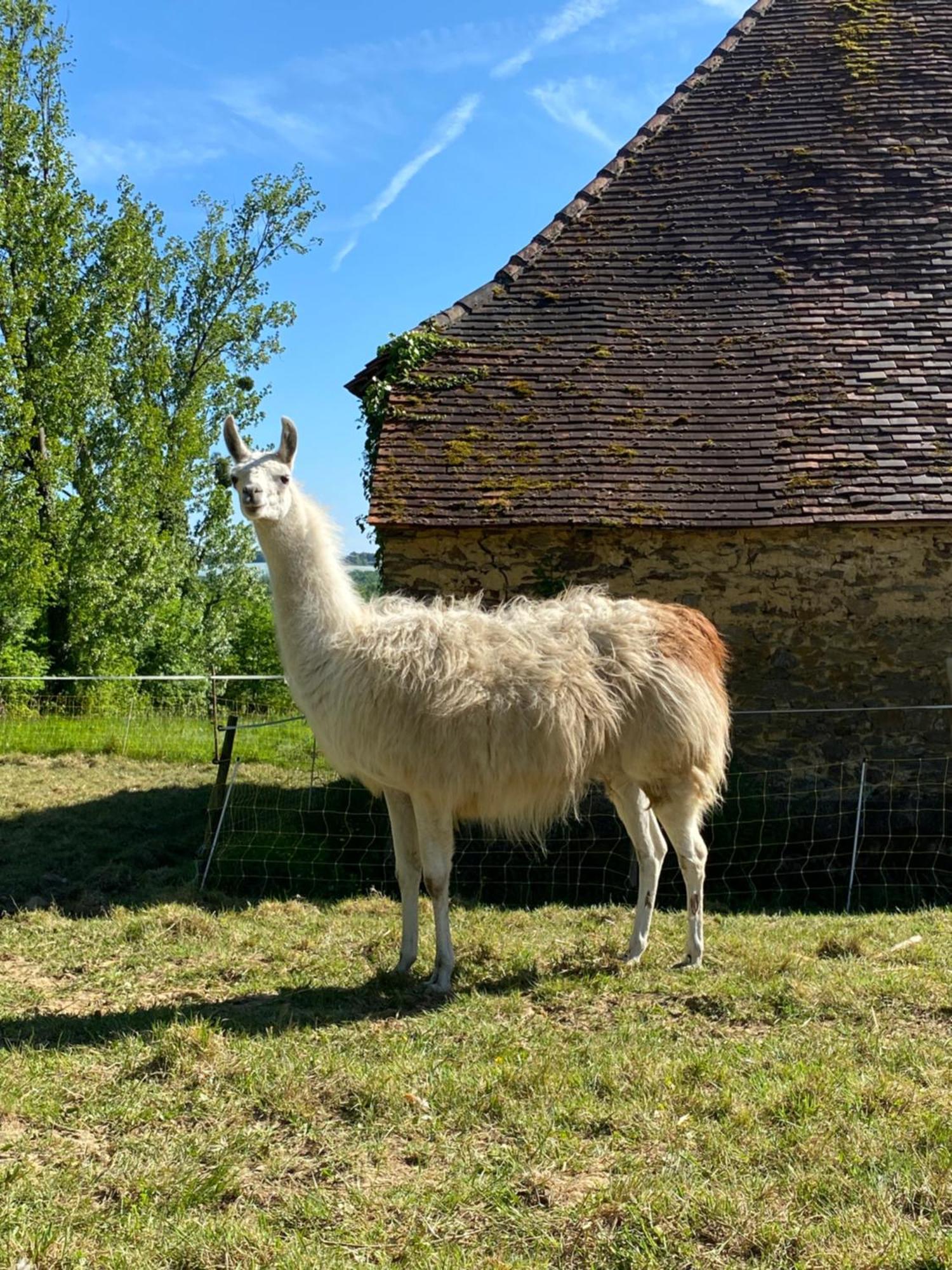 The Llama Farm France Saint-Cyr-Les-Champagnes Exterior foto