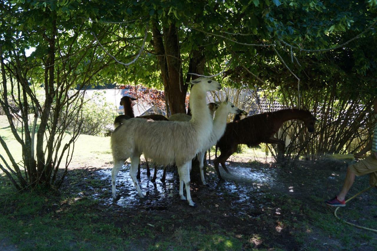 The Llama Farm France Saint-Cyr-Les-Champagnes Exterior foto