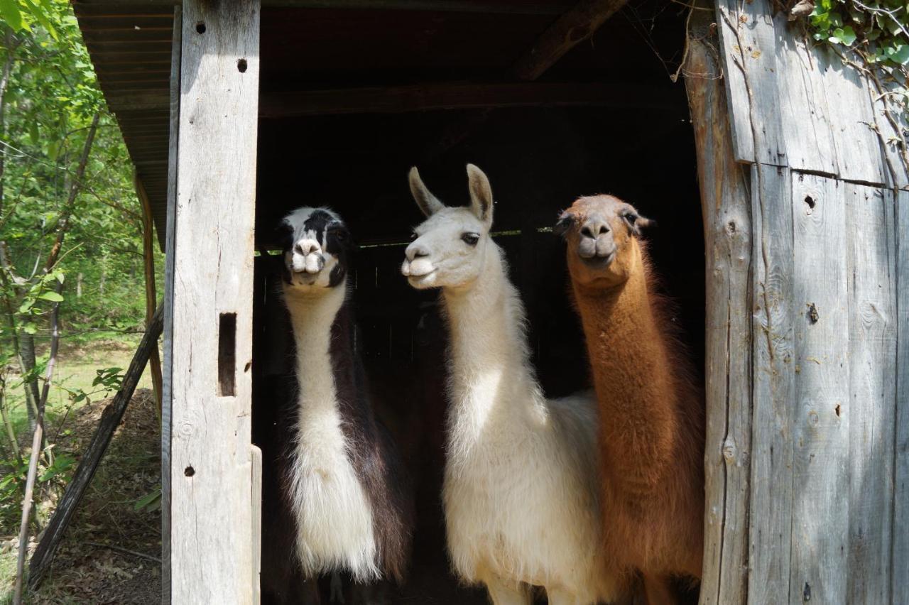 The Llama Farm France Saint-Cyr-Les-Champagnes Exterior foto